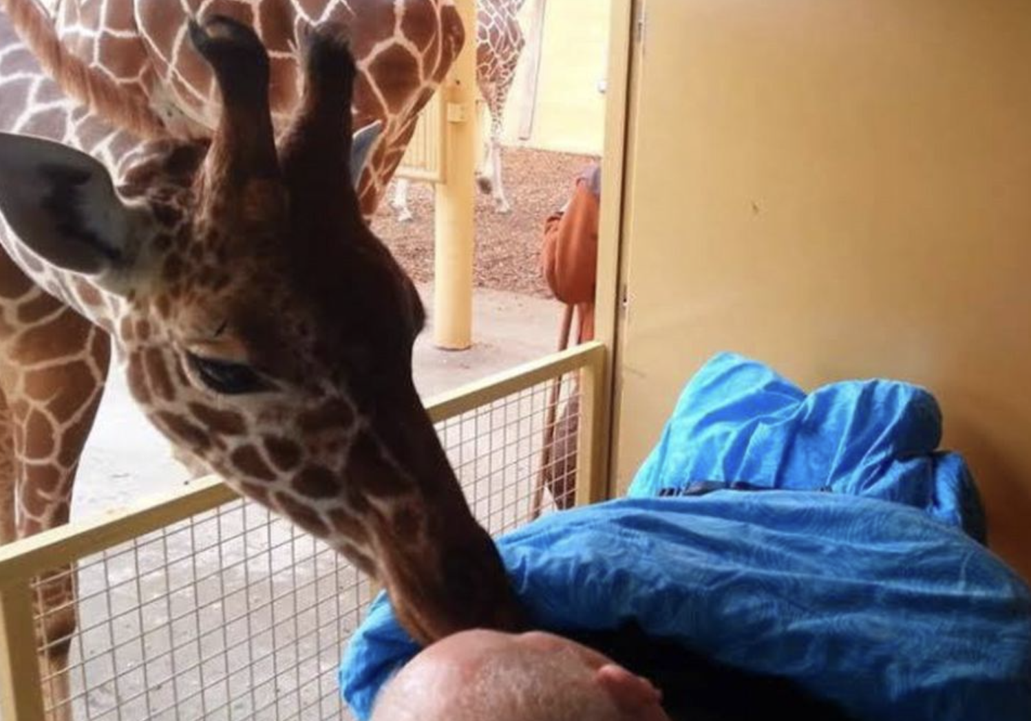 A giraffe approached him and gently kissed him goodbye, creating a touching moment.