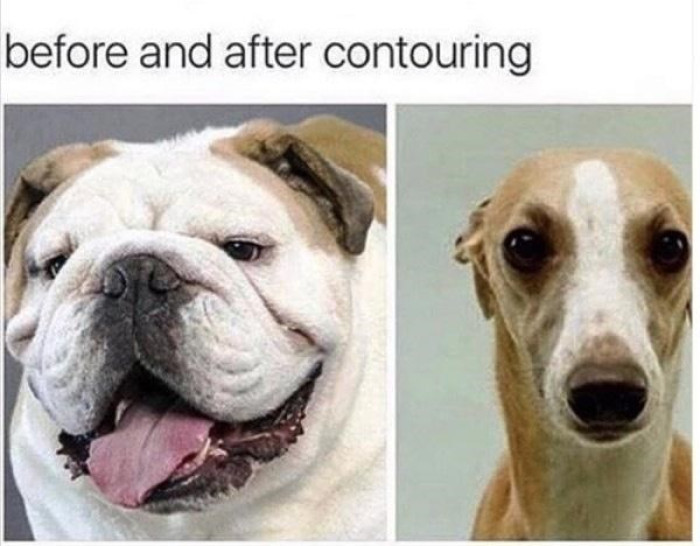 22. Who else wants to contour their dog?