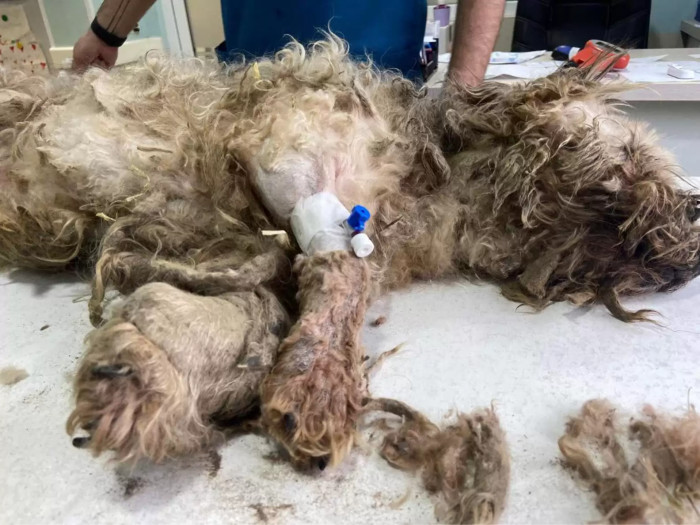 Since Barny was extremely nervous and his fur is all over the place because of the matting, the vet decided that it would be more convenient for everyone if they sedated Barny while shaving his dreadfully unkept fur.