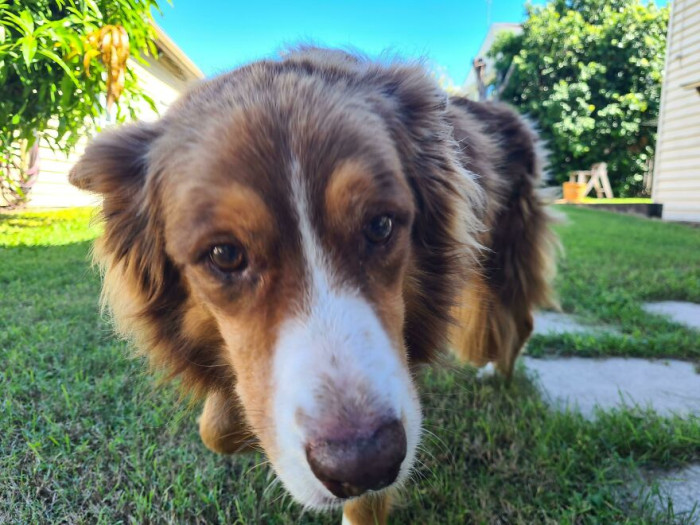 42. I Feel Like My Old Boy Rusty (14) Belongs In A Calender Shoot For Senior Pups. What Do You Think?