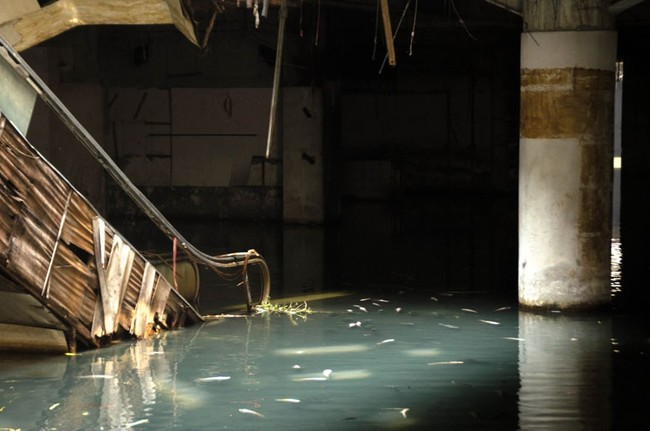 To tackle the proliferation of mosquitoes and other insects in the stagnant water, residents introduced koi and catfish to the abandoned mall.
