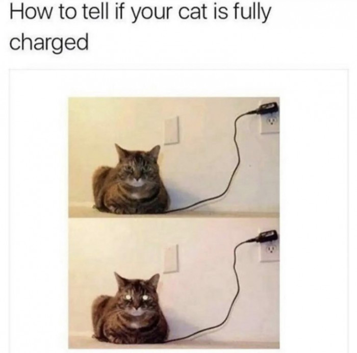 1. Catto is now 100% charged, so get ready as kitty is back again to take control