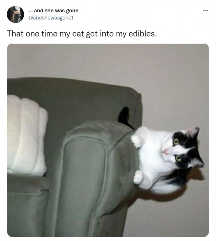 25 Tweets That Prove Cats Are Better Than Dogs
