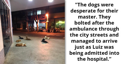 Six Loyal Dogs Pursue An Ambulance And Then Patiently Wait Outside Hospital For A Full Day For Their Homeless Owner To Come Out
