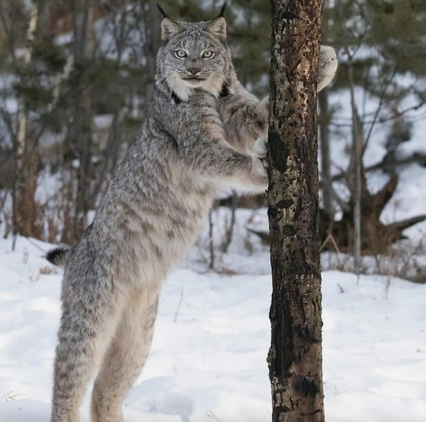 Despite their stocky body and short tail, Canadian Lynxes are excellent jumpers and can leap several feet in the air to catch birds or climb trees to escape threats or scan for prey.