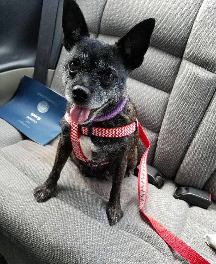 32. I Rescued A Senior Dog Today