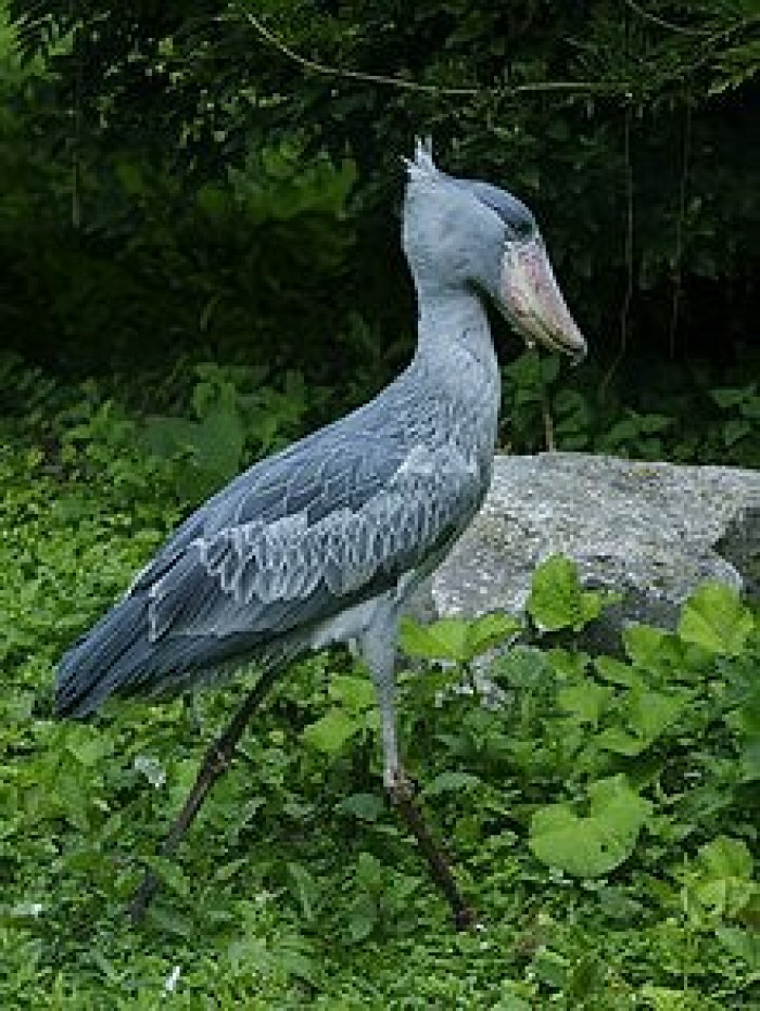 This is a Shoebill and they are known to prey on baby crocodiles, amongst other species