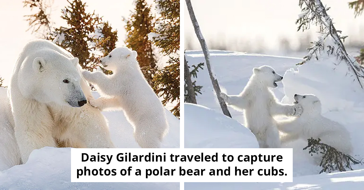 Photographer Endures 117 Hours In Harsh Cold To Capture Stunning Polar Bear Photos