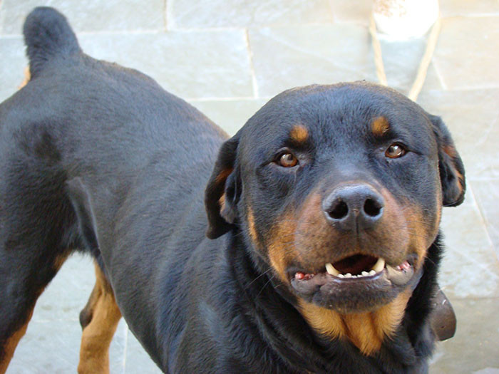 The rottweilers