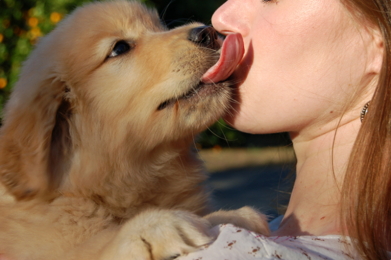 Dog licks can mean a lot of things.