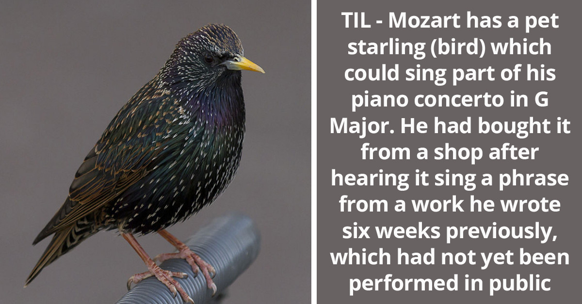 Internet Discovers The Existence Of Mozart's Pet Starling Who Could Sing His Songs, And People Want To Give Him Credit For Giving Us Such Classical Bops