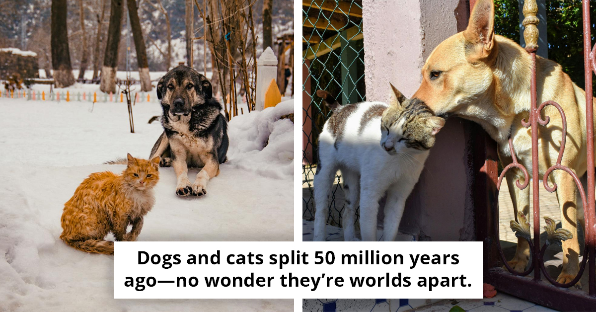Dogs And Cats Are Evolving To Look More Alike — And The Reason Is Surprisingly Human