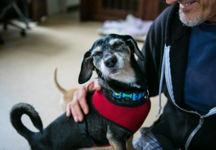 41. Old Dogs Can Be Cute Too! A Shelter In My Hometown Specialize In Senior Dogs