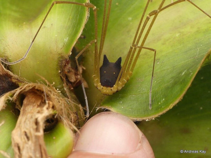 Metagryne Bicolumnata Or Bunny Harvestman. An Arachnid With The Head Of A Black Dog, That Is Neither A Spider, Nor A Dog