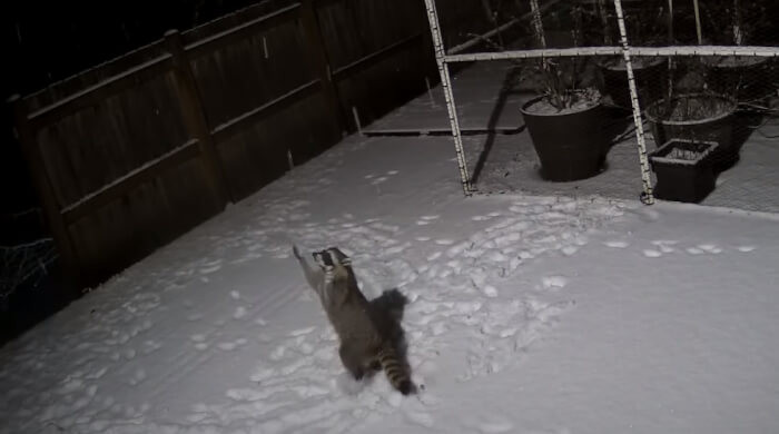 Adorable racoon playing in the snow: