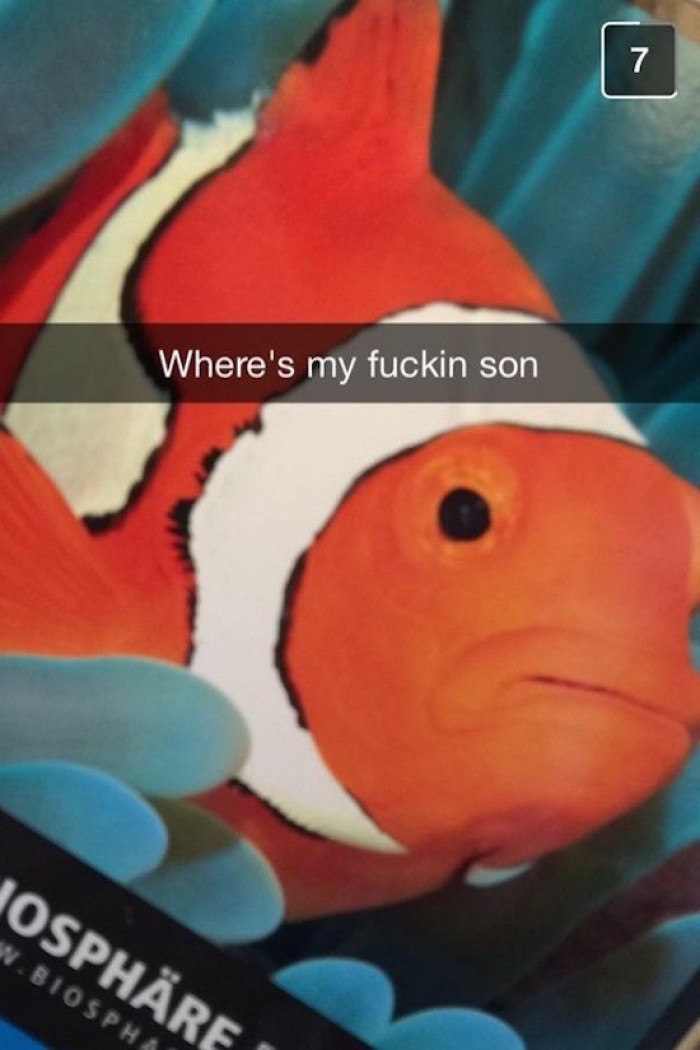 18. Finding Nemo's Deadbeat Dad: The Search for the Missing Clownfish