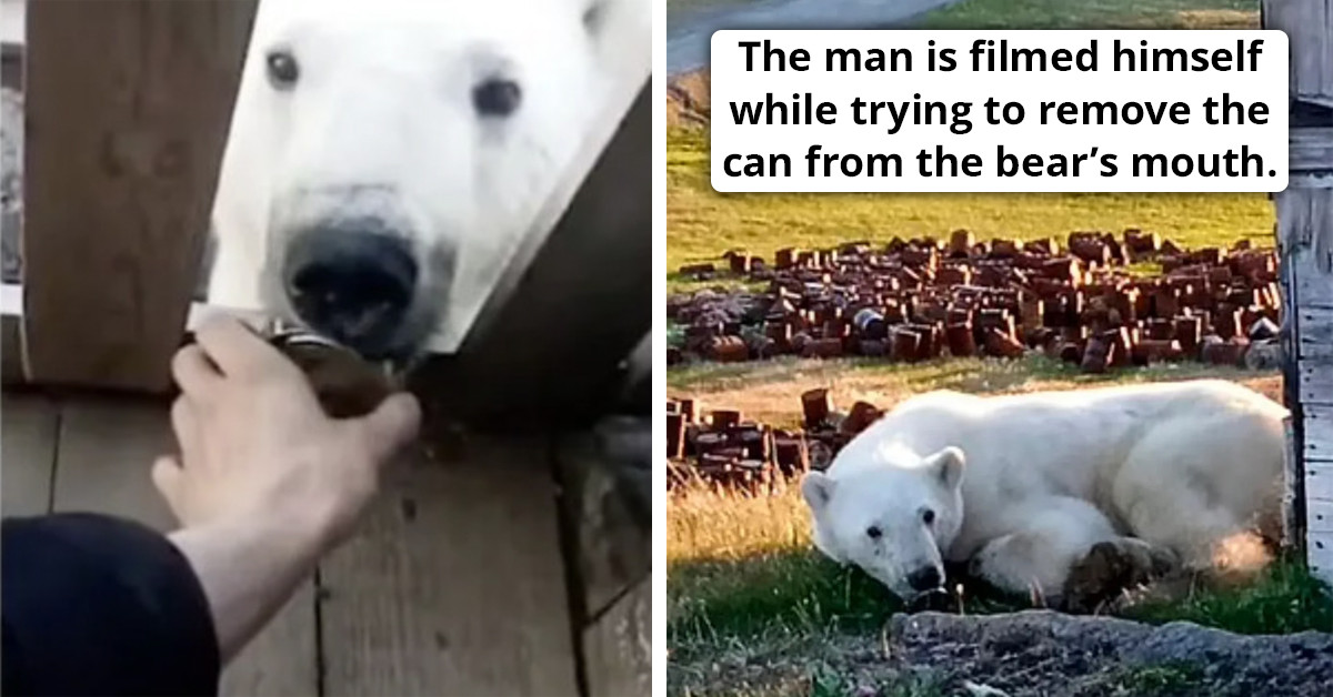 Starving Polar Bear Desperately Seeks Help After Getting Its Tongue Stuck In A Tin Can