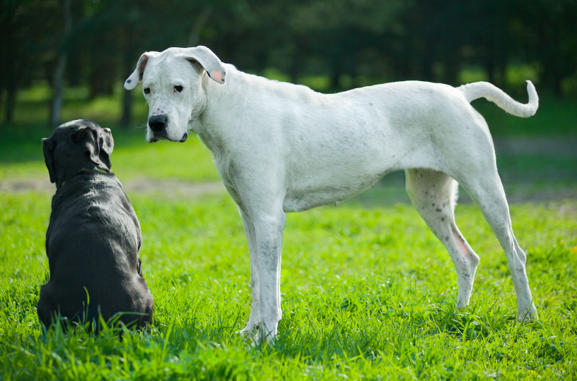 Big dogs are too energetic for the small ones.