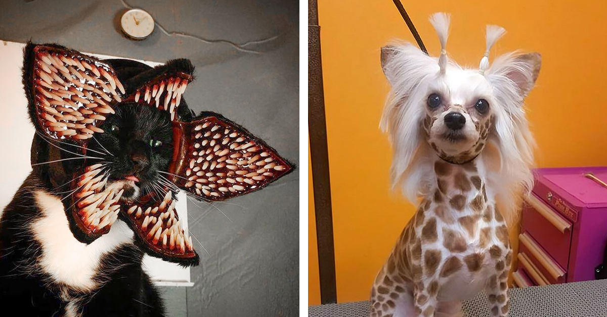 When Pet Owners Took Halloween Costumes Seriously – 50 Unforgettable Looks