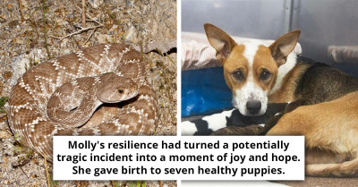 Stray Dog Bitten By Rattlesnake Delivers Seven Puppies En Route To Hospital