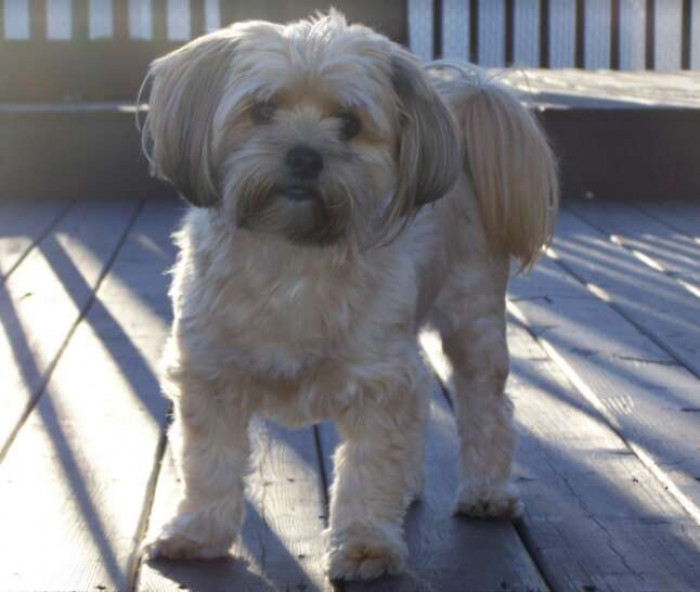 Meet Yogi, a Maltese-Yorkshire terrier-Shih Tzu mix