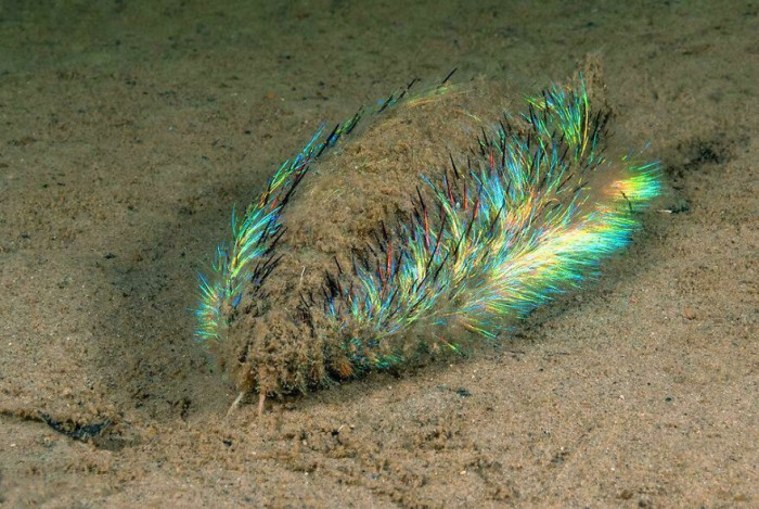 Aphrodita, Marine Worms Also Know As Sea Mouse