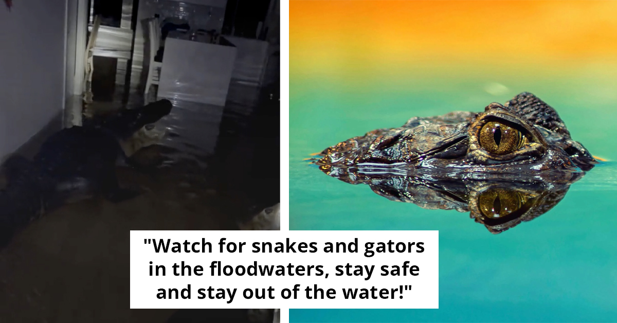Horrified Florida Residents Find Giant Alligator in Kitchen After Hurricane Milton Floods Their Home