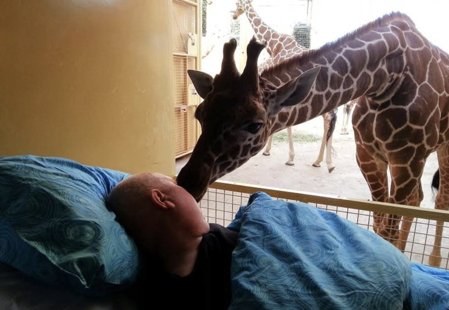 Mario dedicated 25 years to caring for zoo animals, especially beloved giraffes.