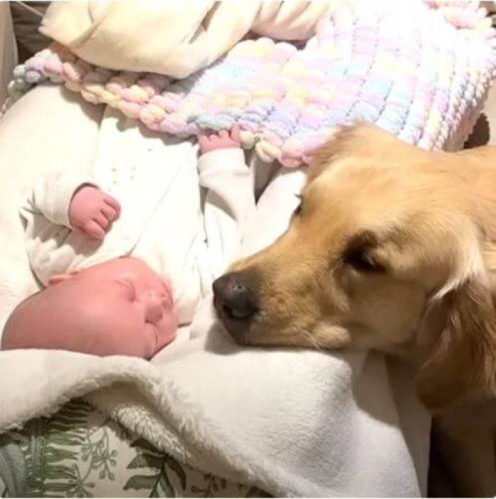 Buddy is overjoyed to spend time next to his brother Nathan and often tries to cuddle. Since the baby is still too young for full-fledged cuddles, Buddy serves as Nathan's loving blanket.