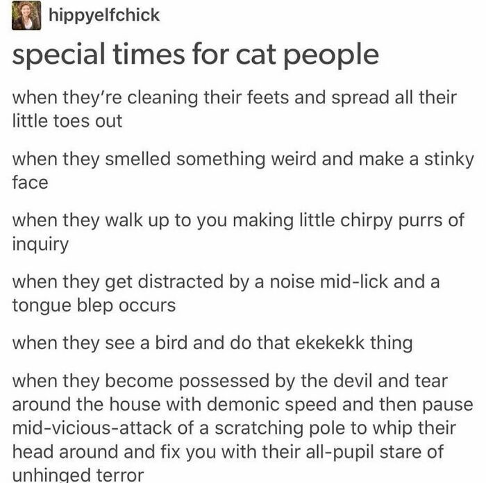 51. Special times for cat people