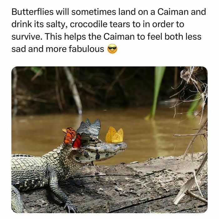 17. Caimans and butterflies