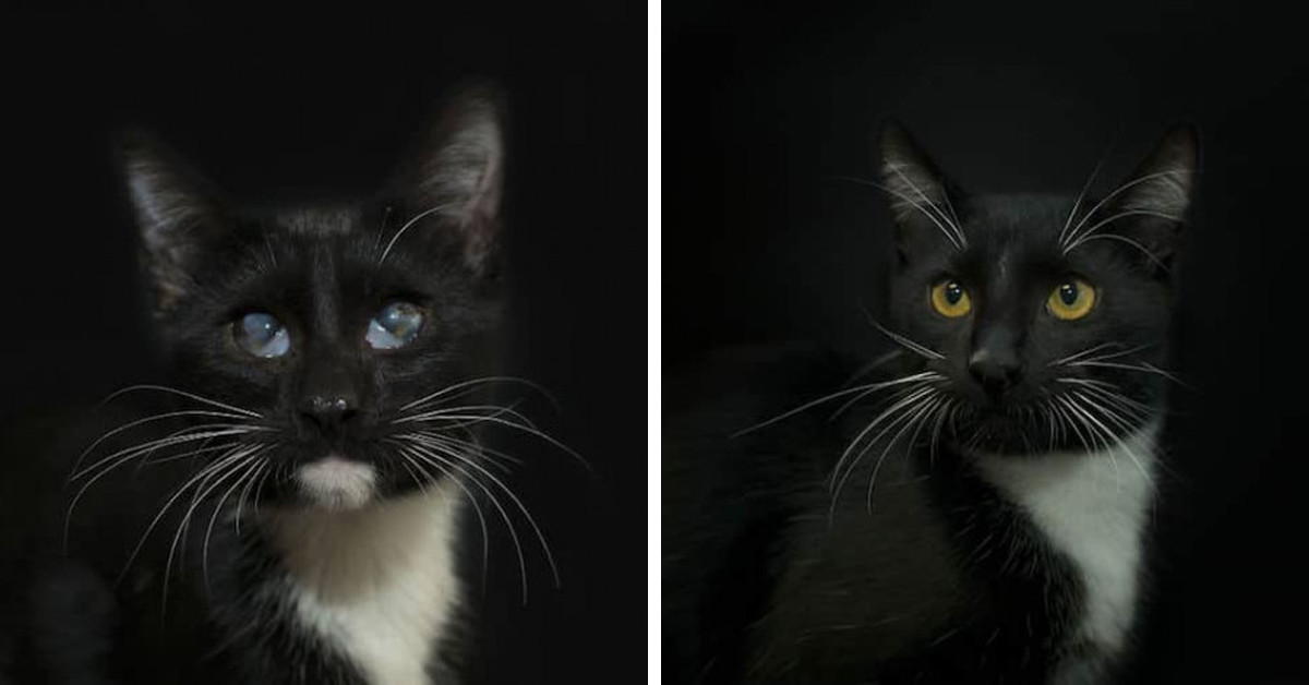 Photographer Emphasizes The Magnificence Of Black Cats By Taking Pictures Of Them Against A Black Backdrop, And The Results Are Stunning