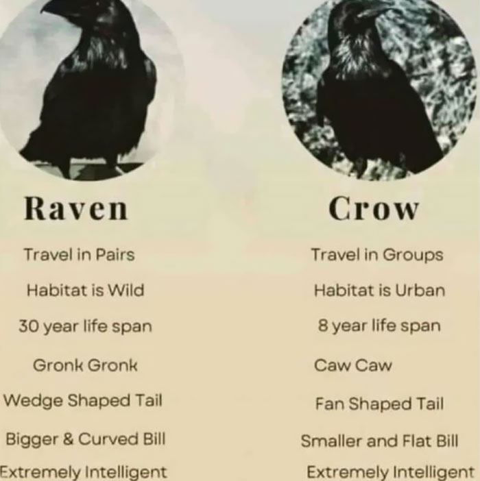 20. The raven and the crow