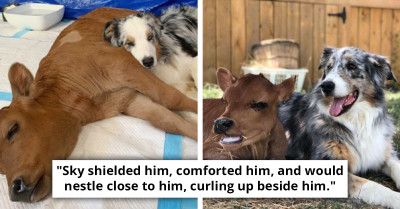 Ill Calf's Life Takes A Turn When A Dog Makes An Unexpected Appearance