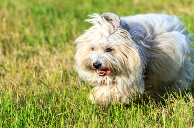 Coton de Tulear's personality will remind you of the sweetness of cotton candy.
