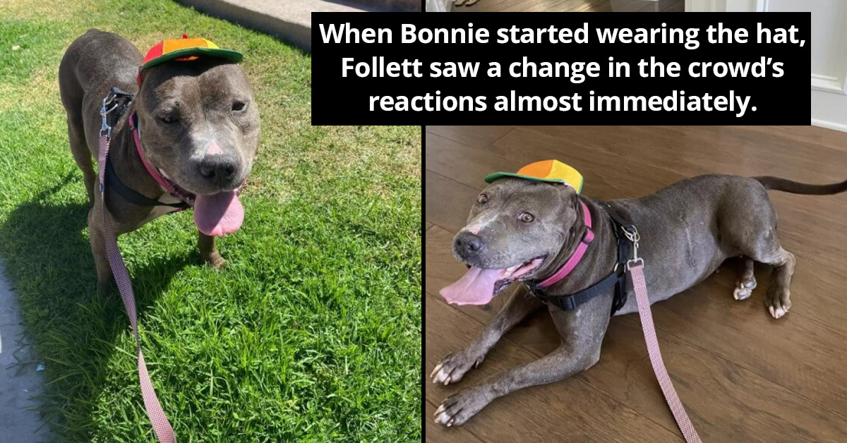 Pitbull With A Scary Appearance Wears A Propeller Hat, Which Increases Her Chances Of Getting Adopted