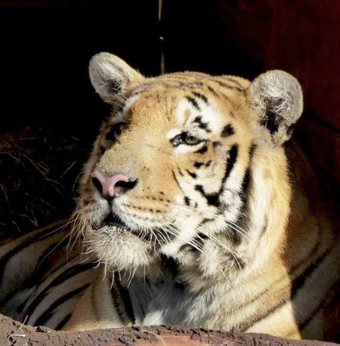Laziz, a tiger, was the lone big cat that managed to stay alive in the run-down facility