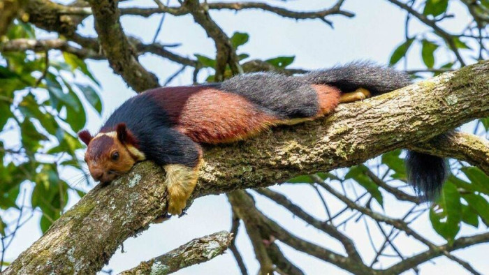 The Indian Giant Squirrel (Ratufa Indica) Is The World's Largest Species Of Squirrel, Growing Up To 1m (3.3ft), Tail Included, And 3kg (6.6lb). It Travels From Tree To Tree With Jumps Of Up To 6 M (20 Ft)