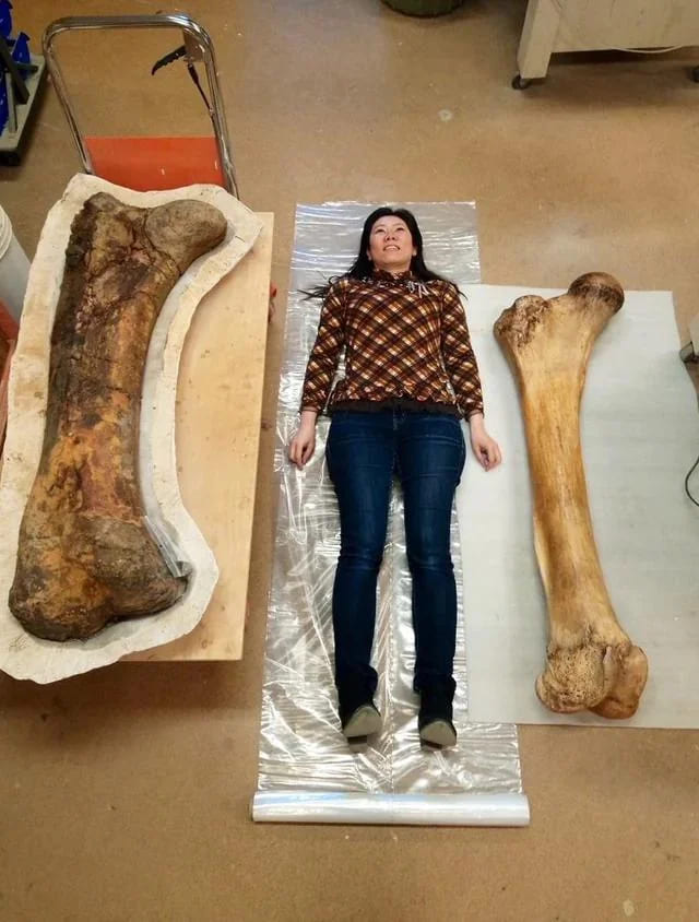 7. Triceratops femur (left) vs Elephant femur (right)