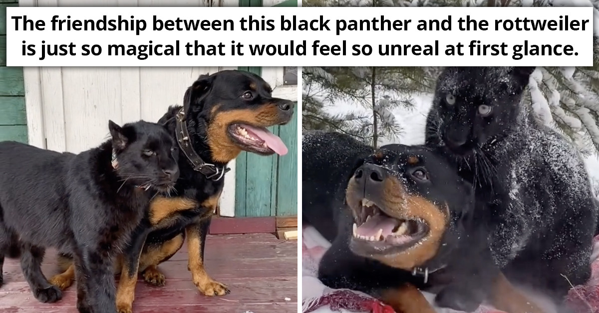 Real Life Disney Movie Shows A Rottweiler And Black Panther, Luna Becoming Unlikely Friends
