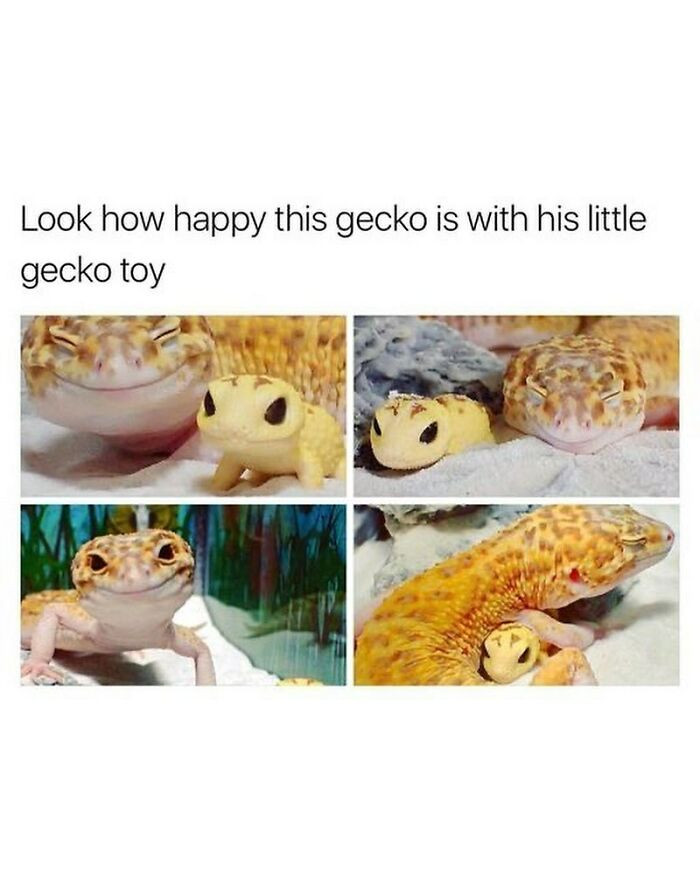 2. Gecko toys