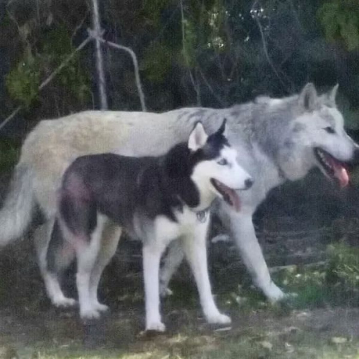 A husky next to a full wolf