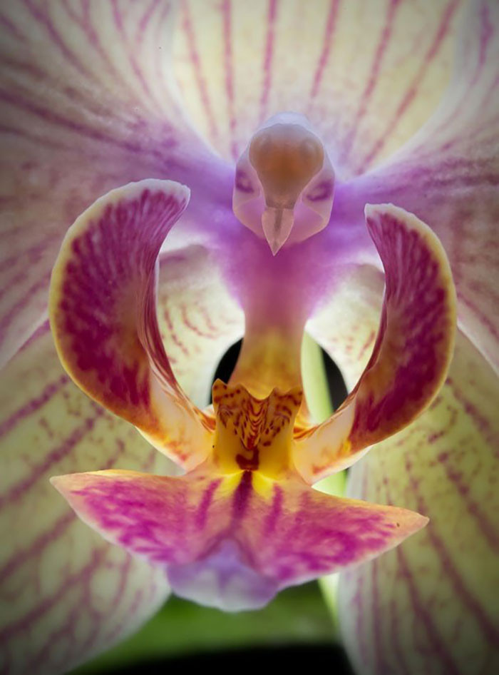 23. Hummingbird orchid