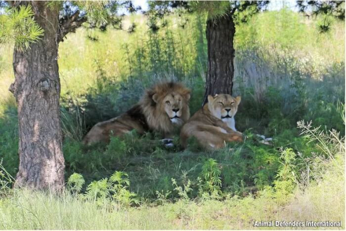 Leo and Muñeca, a pair of lions, have been together for the majority of their lives.