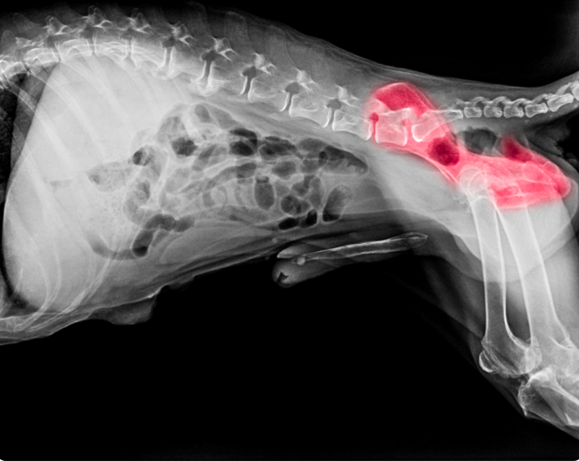 It's difficult when a German Shepherd Dog (GSD) experiences hip problems. That's why this user has specifically mentioned that they want their GSD to be free from the same health issue.