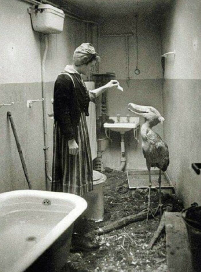 60. Civilians Taking Care Of Zoo Animals In Their Own Homes During WwII