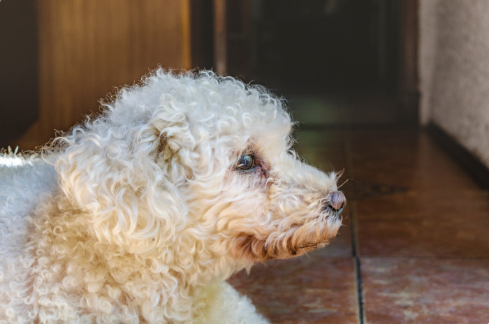 Young one defends a poor poodle.