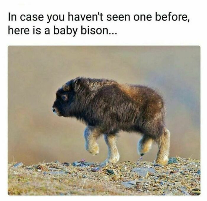 37. Baby bison