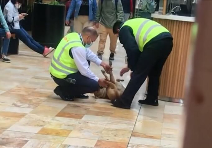 At Real Plaza de Centro Civico in Peru, shoppers had the opportunity to meet a unique four-legged creature in the autumn of 2022