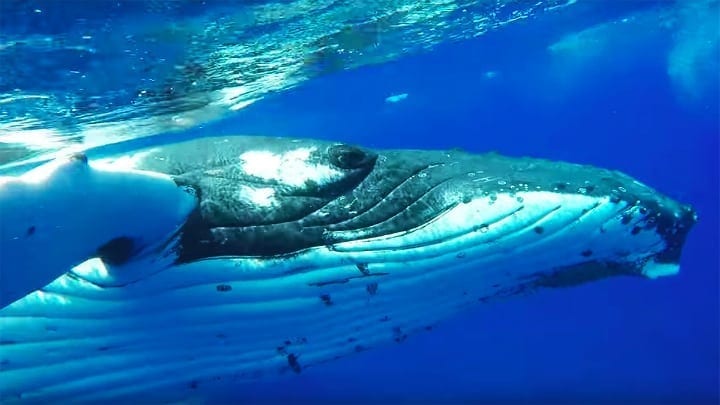 The massive 25-ton whale.